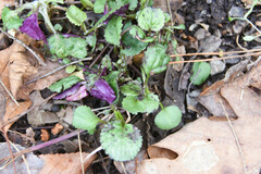 Packera obovata