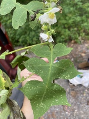 Polymnia canadensis