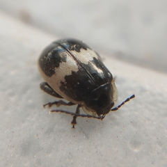 Coleoptera