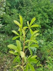 Vitex rehmannii