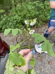 Polymnia canadensis