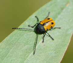 Cadmus litigiosus