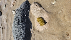 Colpomenia tuberculata