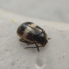 Coleoptera
