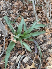Tradescantia gigantea