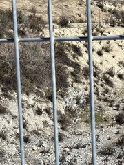 Oryctolagus cuniculus