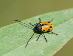 Cadmus litigiosus