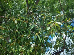 Ficus burkei