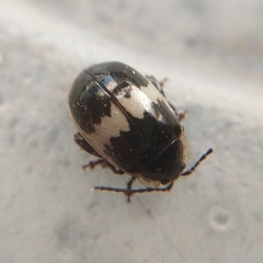 Coleoptera