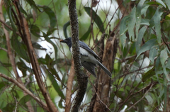 Myiagra rubecula
