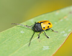 Cadmus litigiosus