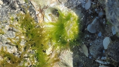 Ulvaceae