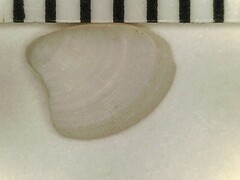 Nucula proxima