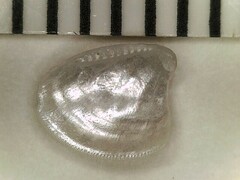 Nucula proxima