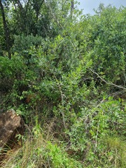 Sclerocarya birrea caffra