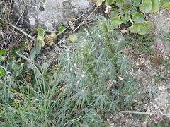 Lupinus angustifolius