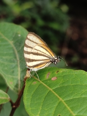 Arawacus separata