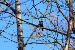 Turdus merula