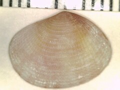 Semele bellastriata