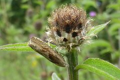 Eucosma cana