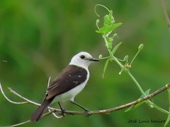 Fluvicola albiventer