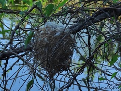 Fluvicola albiventer