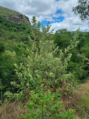 Brachylaena rotundata