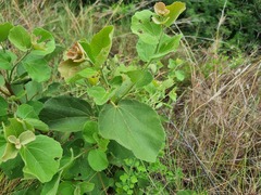 Dombeya rotundifolia