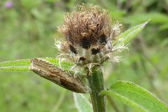 Eucosma cana
