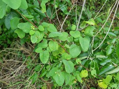 Helinus integrifolius