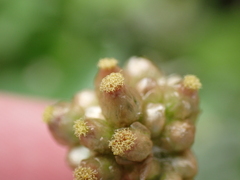 Helichrysum luteoalbum image