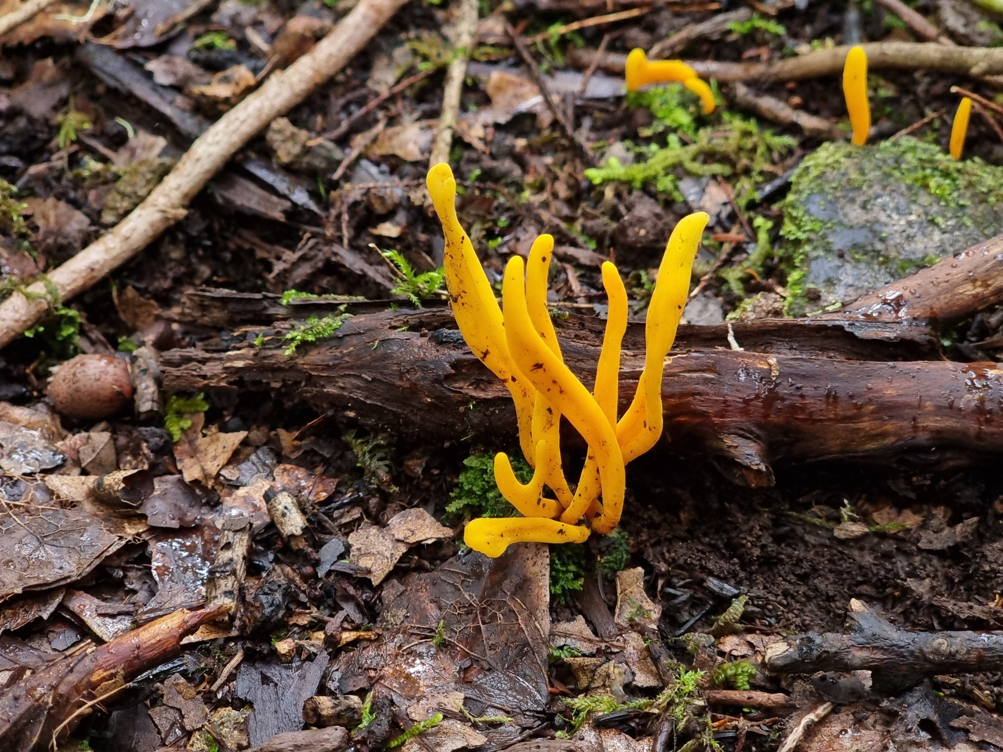 Hongo coral naranja