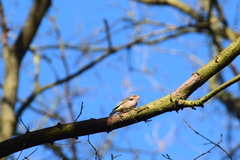 Fringilla coelebs