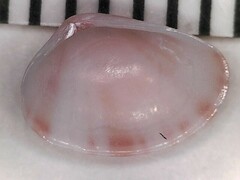 Semelina nuculoides