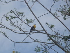 Gymnomystax mexicanus