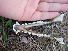 Canis aureus syriacus