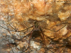 Goniosoma roridum