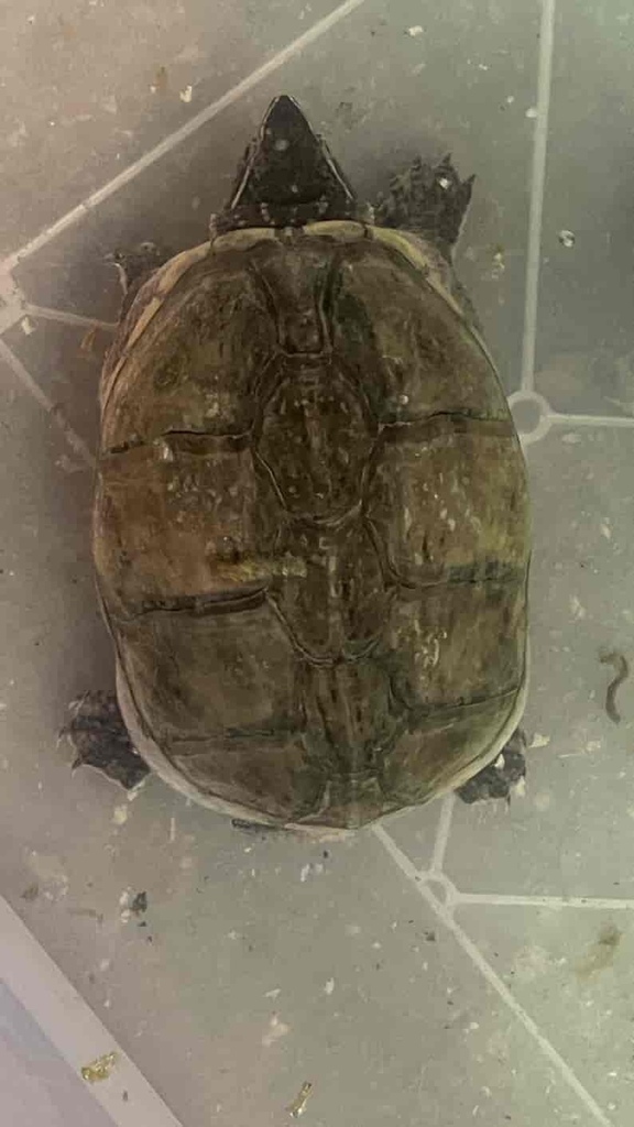 Eastern Musk Turtle from Praha-Libeň, Praha, Hlavní město Praha, CZ on ...