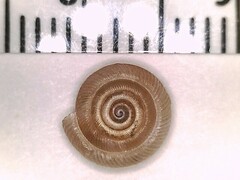 Polygyra