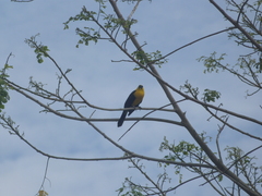 Gymnomystax mexicanus