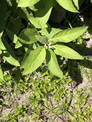 Pluchea carolinensis