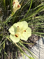 Dietes bicolor