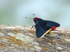 Pyrrhopyge pelota