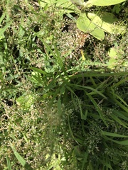 Eragrostis amabilis