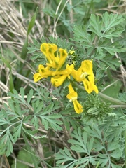 Corydalis aurea