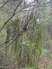 Amyema miquelii