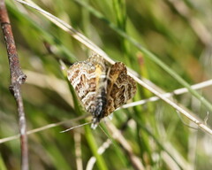 Chrysolarentia euclidiata