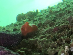 Cnemidocarpa finmarkiensis