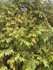 Averrhoa carambola