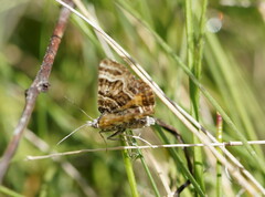 Chrysolarentia euclidiata